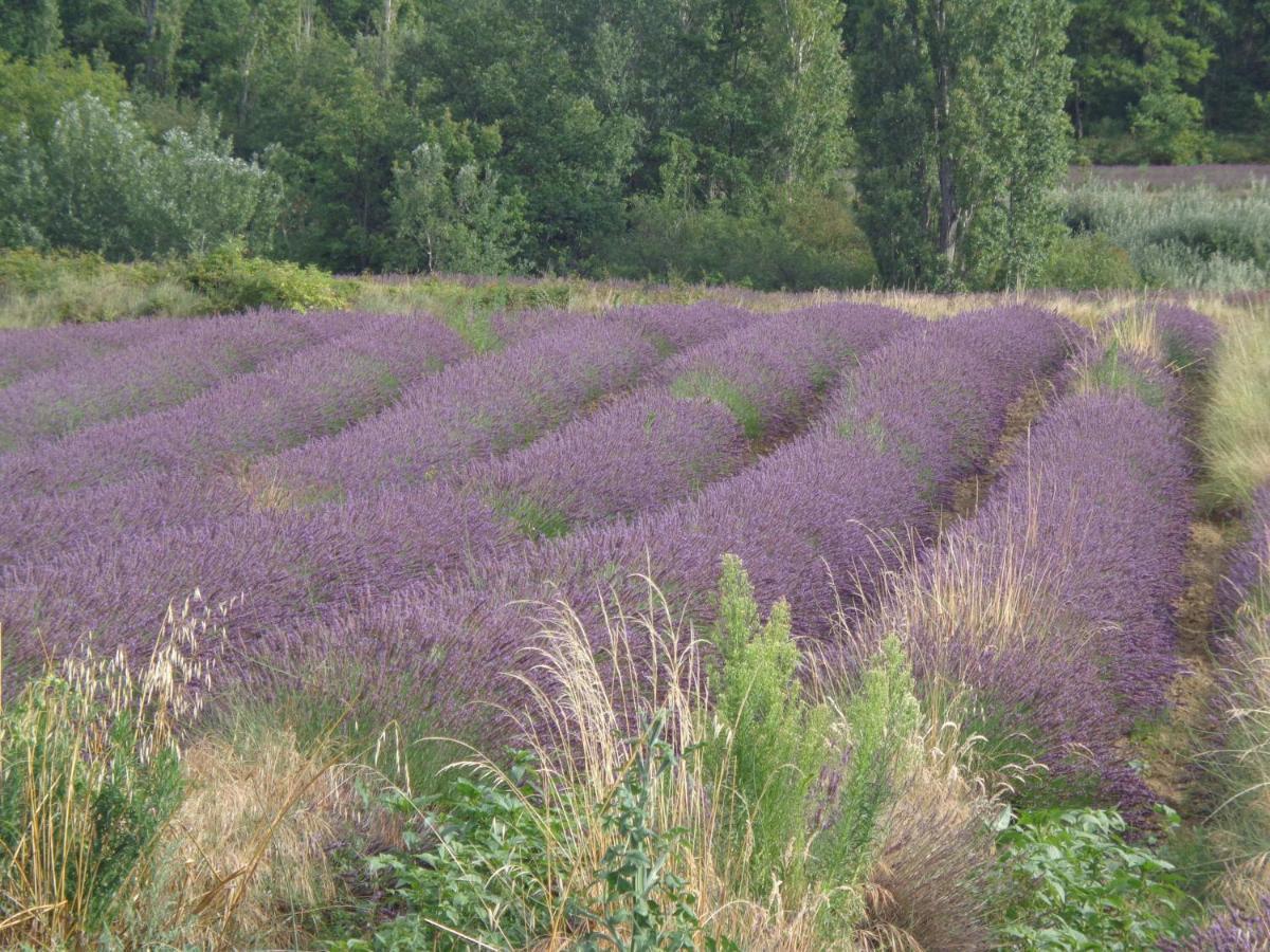 Bed and Breakfast Santolines en Provence Piolenc Esterno foto